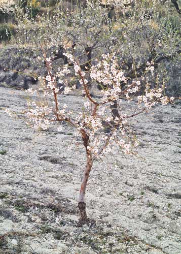 Mandelblüte