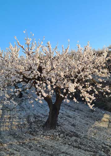 Mandelblüte