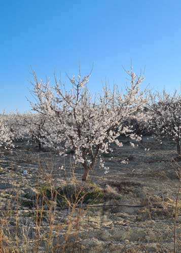 Mandelblüte