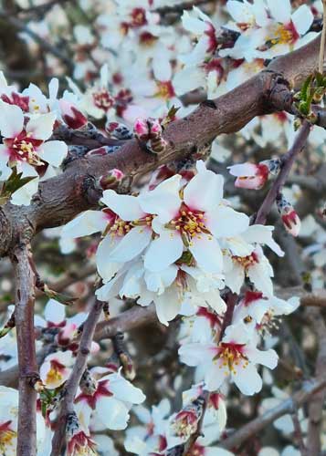 Mandelblüte