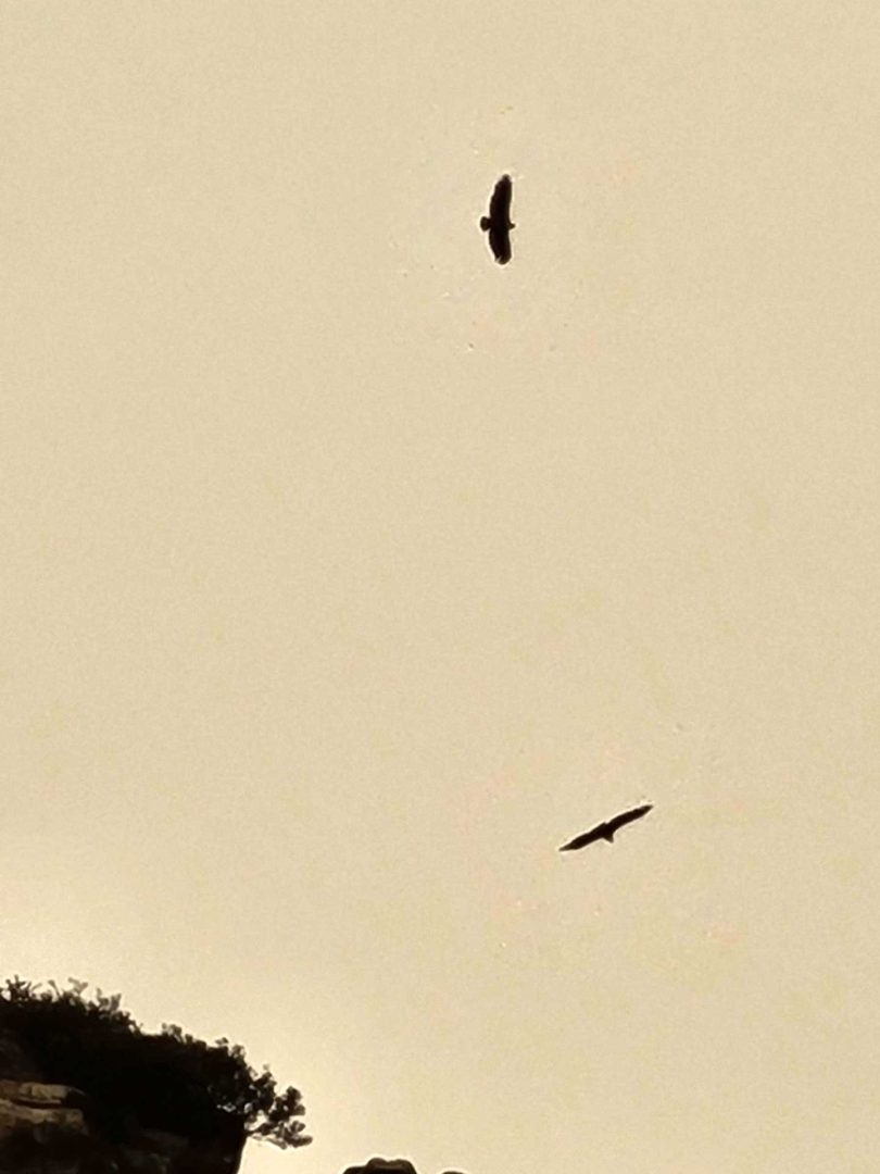 Einzelne Geier fliegen am düsteren Himmel – Wohnmobil-Rundreise Spanien
