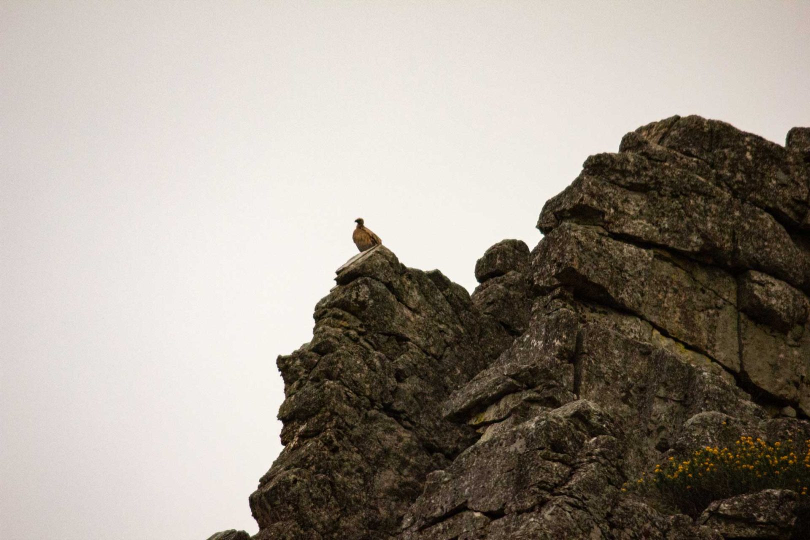 Ein Geier sitzt auf einem Felsen im Monfragüe Nationalpark – Wohnmobil-Rundreise Spanien
