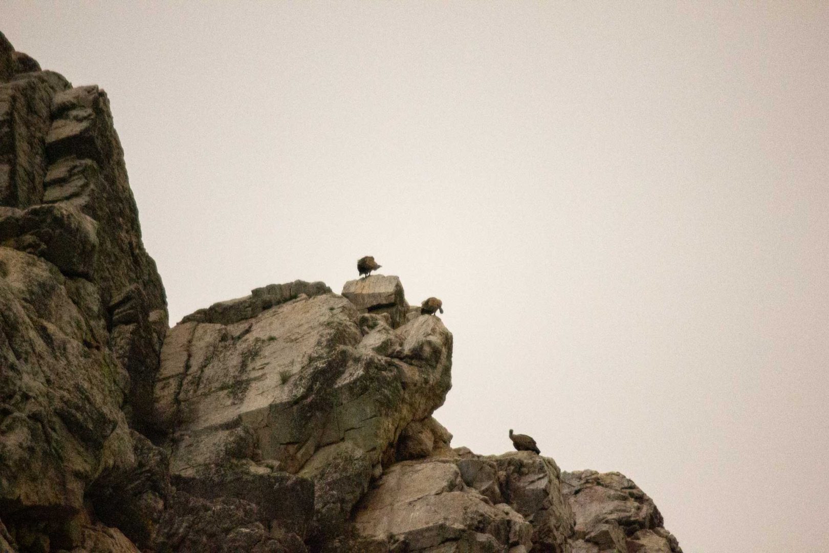 Geier sitzen auf einem Felsen im Nationalpark Monfragüe – Wohnmobil-Rundreise Spanien