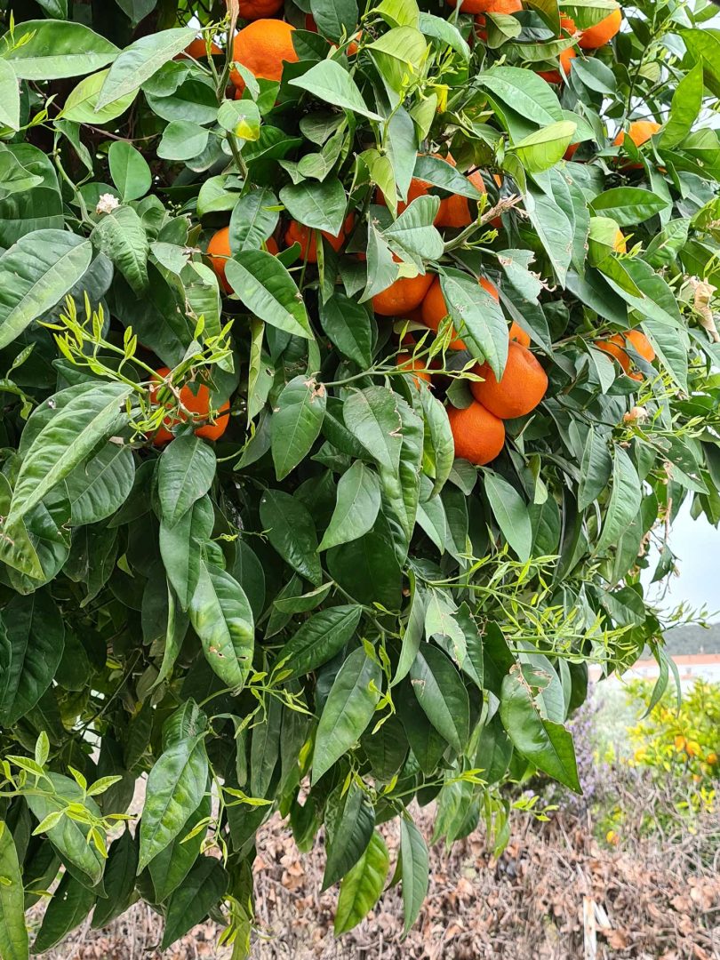 Reife Orangen direkt am Baum – frisch, duftend und fast zu schön zum Pflücken – Wohnmobil-Rundreise Spanien