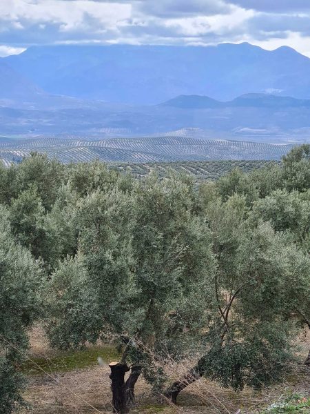 Olivenbaum-Plantagen erstrecken sich bis zum Horizont – Wohnmobil-Rundreise Spanien