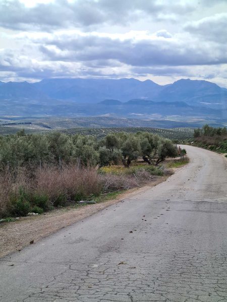 Unendliche Felder mit Olivenbäumen in Reih und Glied – Wohnmobil-Rundreise Spanien