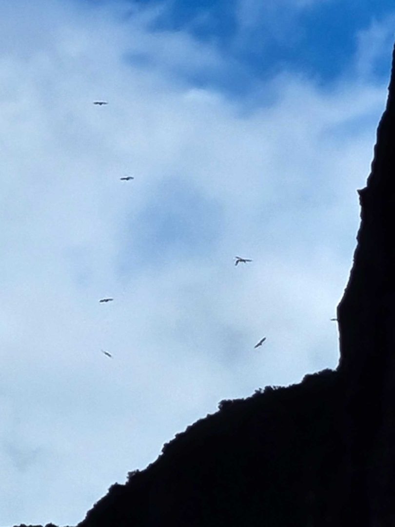 Geier kreisen an den Felsen von Riglos – Wohnmobil-Rundreise Spanien
