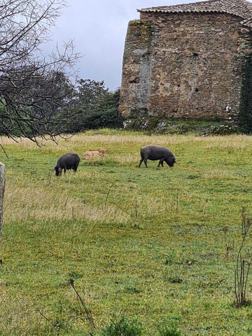 Zwei schwarze Ibérico-Schweine in der Dehesa von Extremadura bei einer Wohnmobil-Rundreise Spanien