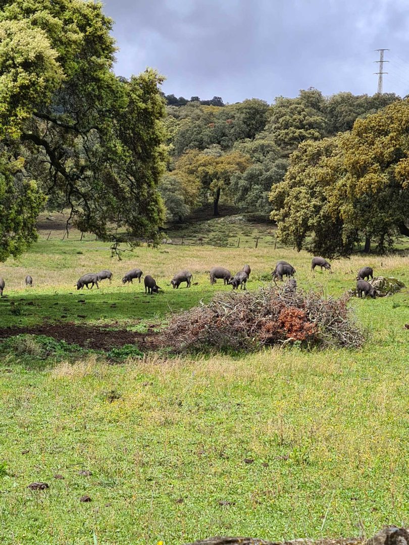 Herde schwarzer Ibérico-Schweine in der Dehesa von Extremadura bei einer Wohnmobil-Rundreise Spanien