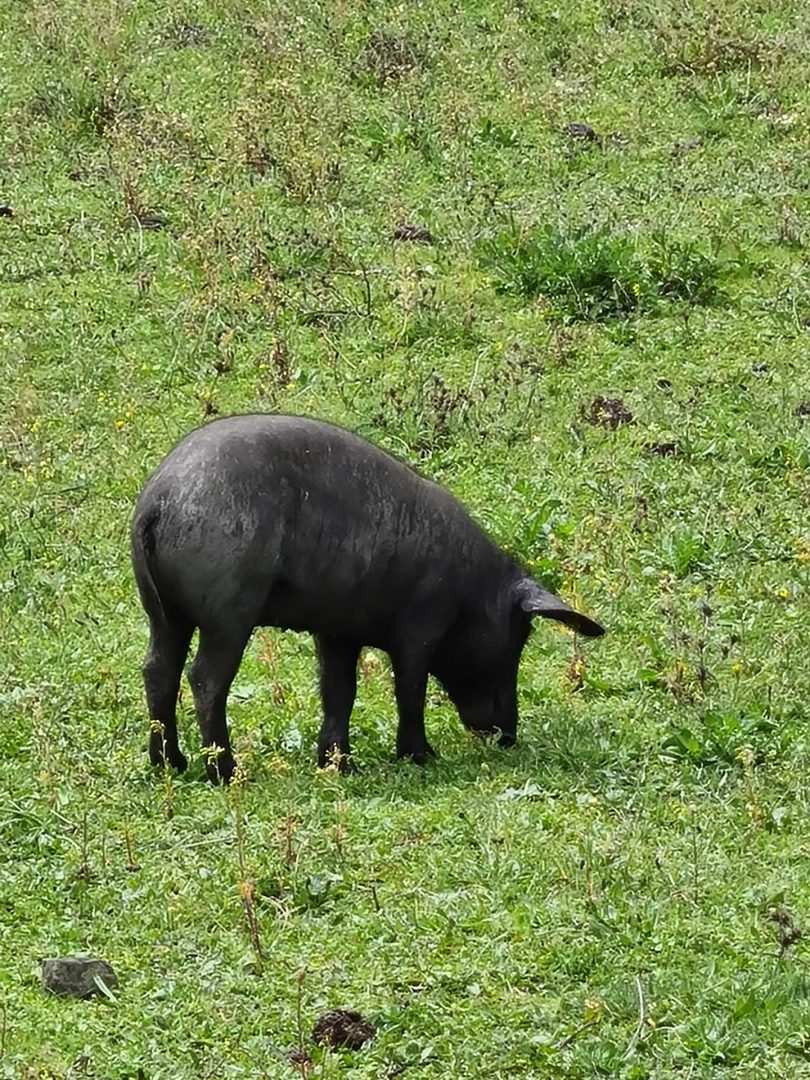 Nahaufnahme eines iberischen schwarzen Schweins in der Dehesa von Extremadura bei einer Wohnmobil-Rundreise Spanien