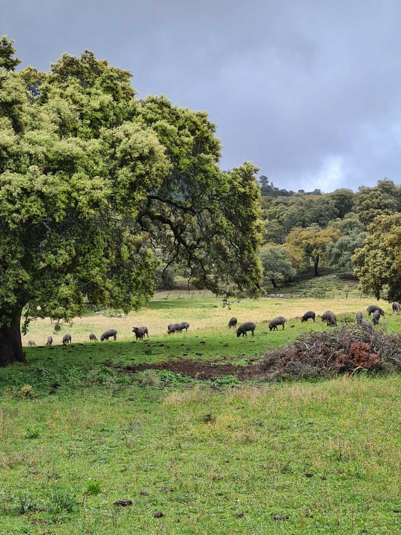 Große Herde schwarzer Ibérico-Schweine durchstreift die Dehesa in Extremadura bei einer Wohnmobil-Rundreise Spanien