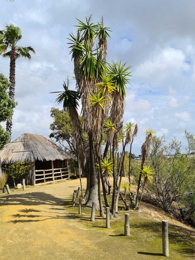 Riesige Keulenlilie auf dem Museumsgelände, umgeben von mediterraner Vegetation – Wohnmobil-Rundreise Spanien