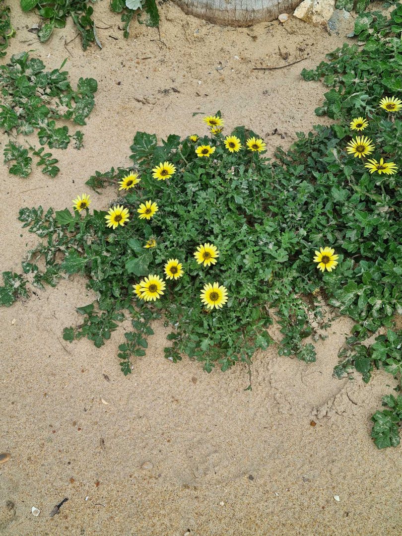 Viele Kap-Löwenzahn-Blumen wachsen am Strand von Chipiona – Wohnmobil-Rundreise Spanien