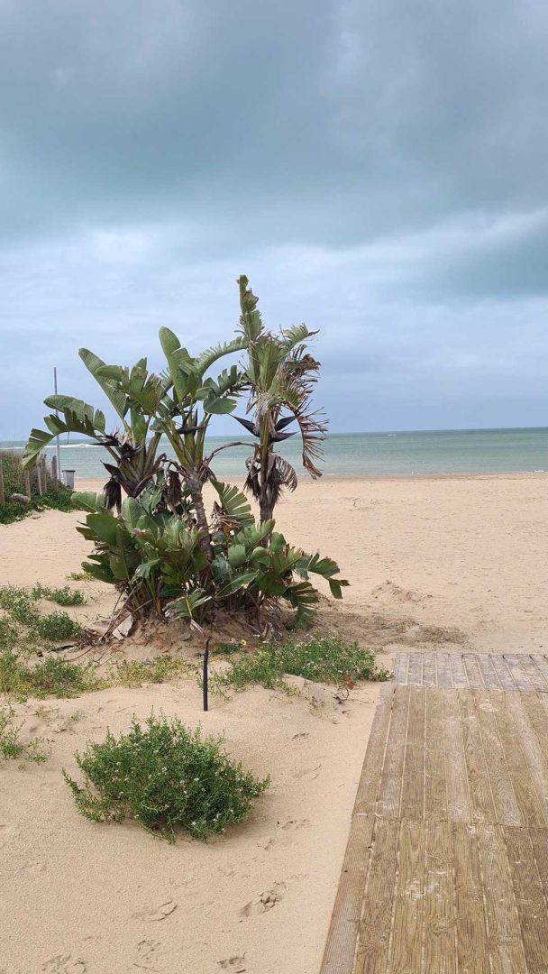 Baum-Strelitzie am Strand von Chipiona mit sandigem Ufer – Wohnmobil-Rundreise Spanien