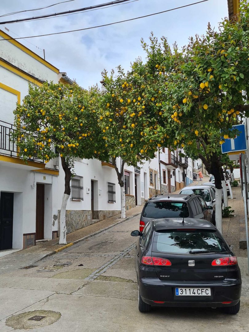 Reihe von Orangenbäumen am Straßenrand, prall gefüllt mit Früchten – Wohnmobil-Rundreise Spanien
