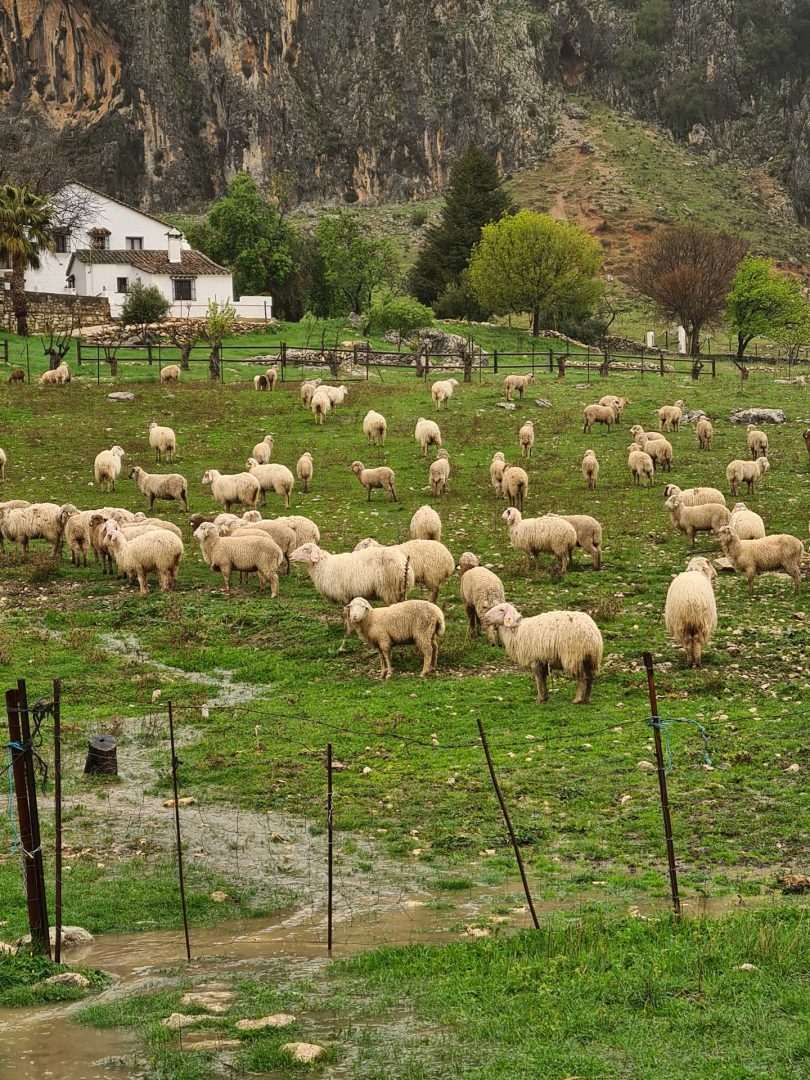 Schafherde inmitten düsterer Berge bei Regen – Wohnmobil-Rundreise Spanien