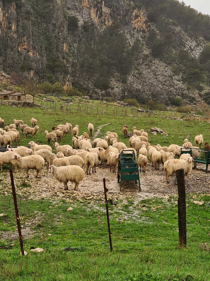 Schafe drängen sich bei Regenwetter zusammen in großen Pfützen – Wohnmobil-Rundreise Spanien