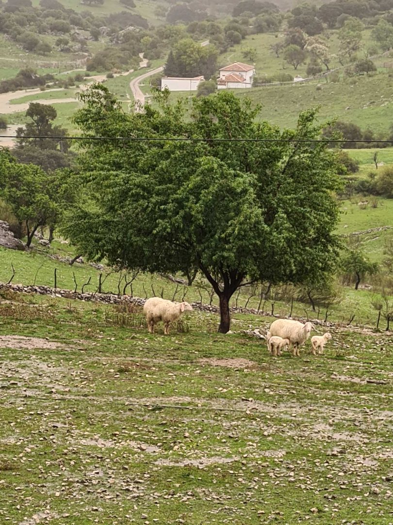Vier Schafe suchen Schutz unter einem Baum vor Regen – Wohnmobil-Rundreise Spanien