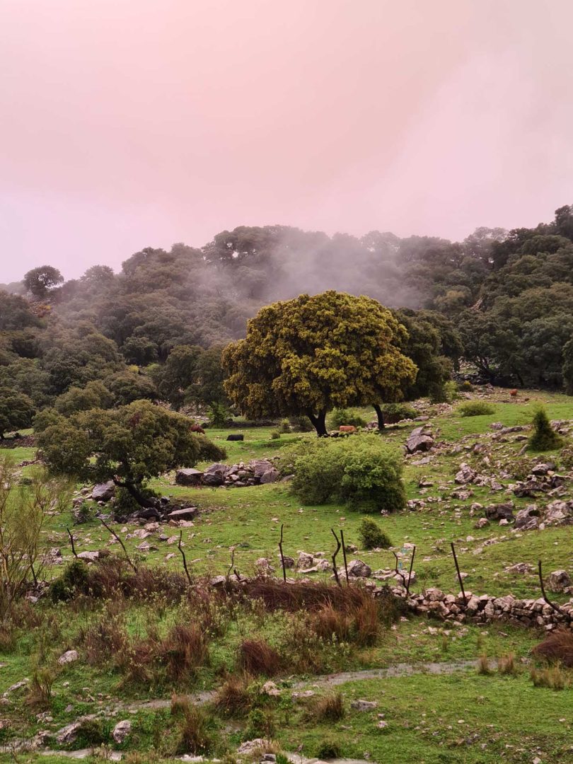 Wald unter blutroten Regenwolken, die düster am Himmel ziehen – Wohnmobil-Rundreise Spanien