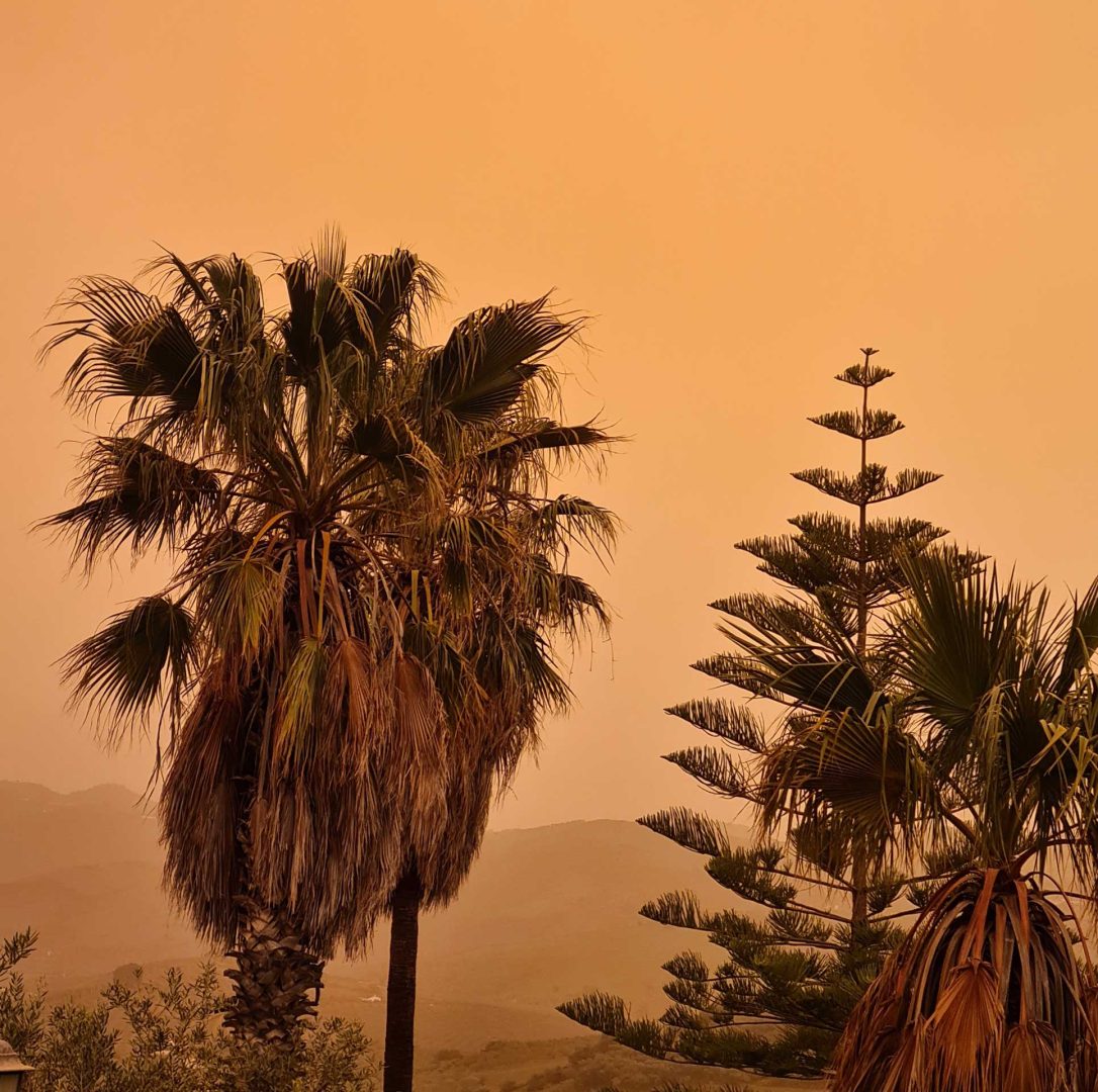 Eine Palme und eine Araucaria vor einem undurchdringlich orange gefärbten Himmel – Wohnmobil-Rundreise Spanien