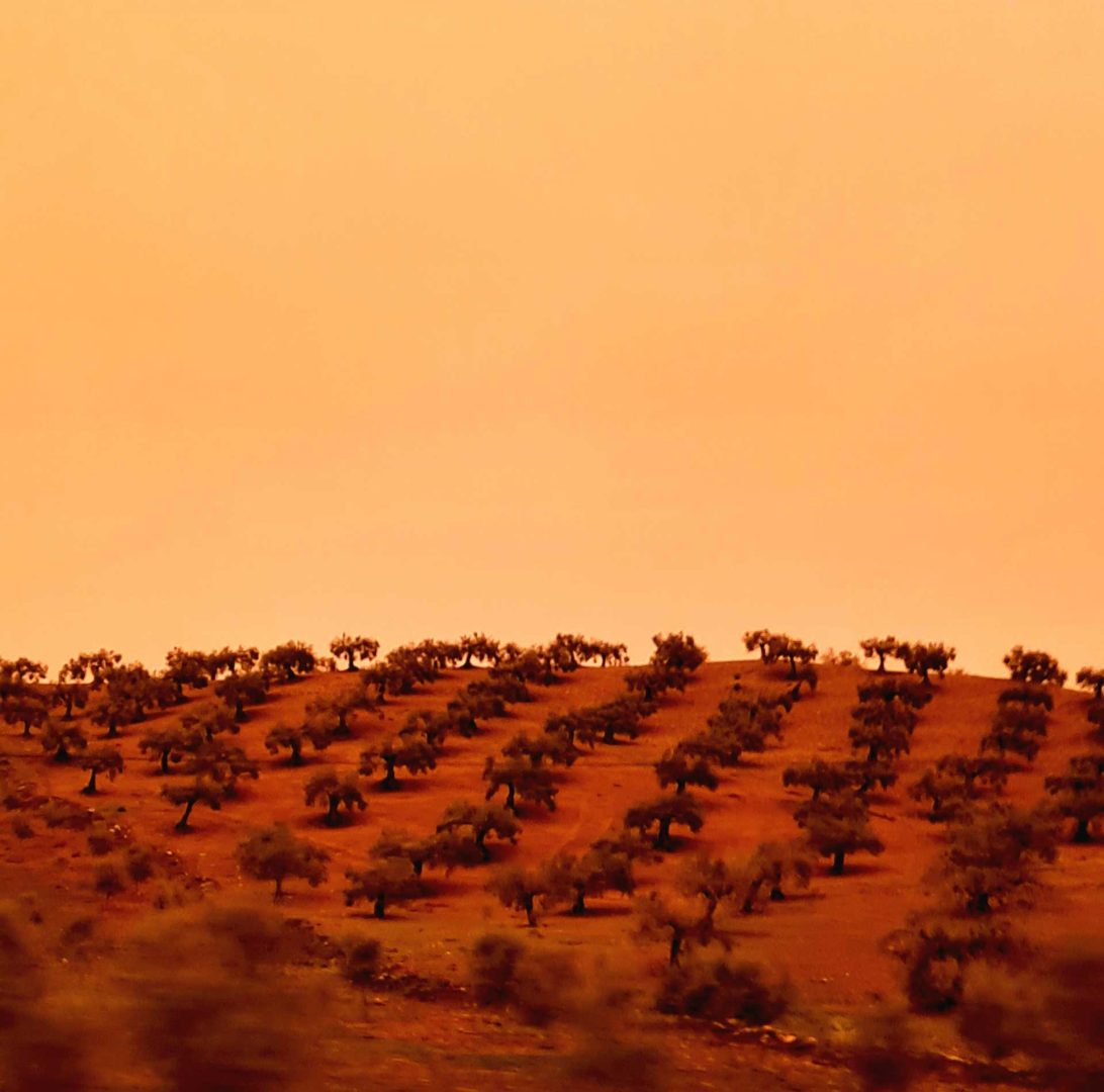 Olivenbaumplantage auf roter Erde unter einem dunkelorangen Himmel – Wohnmobil-Rundreise Spanien