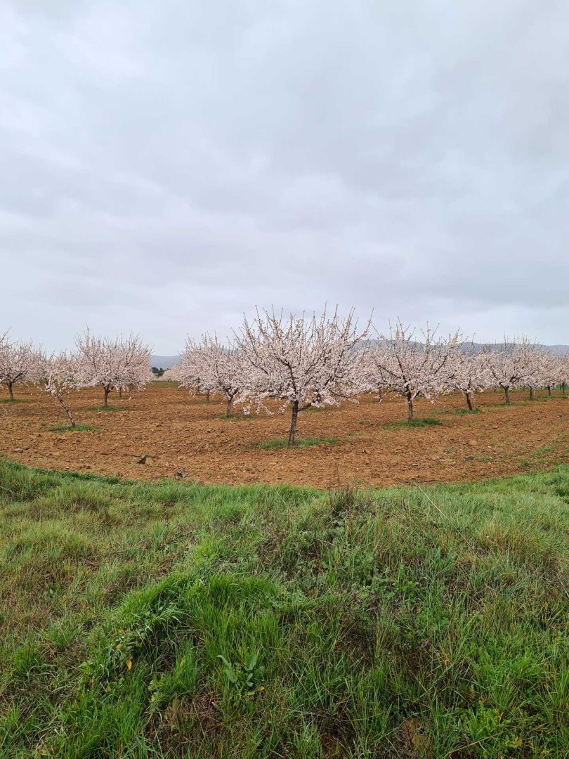 Ein ganzes Feld voller rosa blühender Mandelbäume kündigt den Frühling in Spanien an – farbenprächtige Landschaft – Wohnmobil-Rundreise Spanien