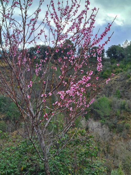 Pink blühendes Mandelbäumchen am Straßenrand – Wohnmobil-Rundreise Spanien