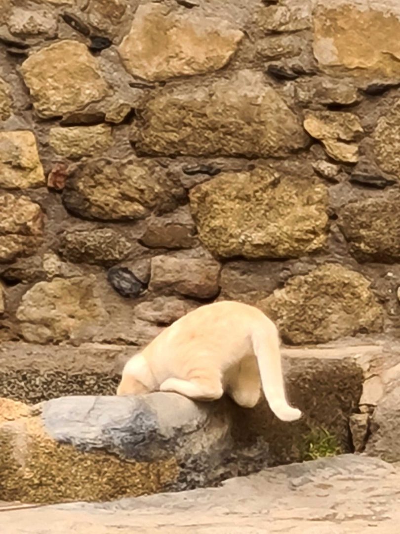 Katze trinkt aus dem Steinbrunnen in La Alberca – Wohnmobil-Rundreise Spanien