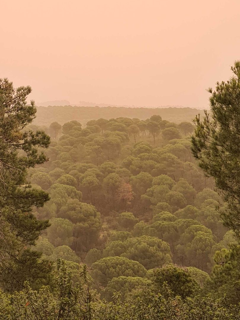 Blick über den Wald im orangen Sahara-Staublicht – Wohnmobil-Rundreise Spanien