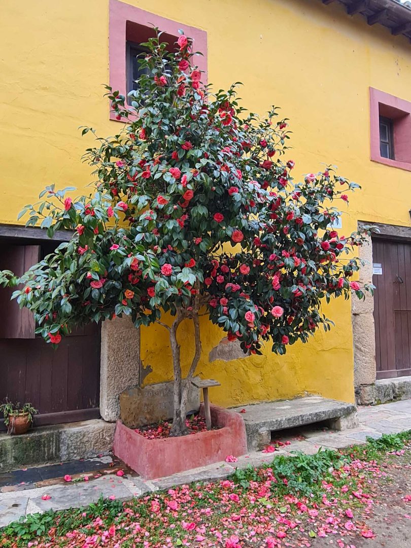 Große japanische Kamelie mit leuchtenden Blüten – Wohnmobil-Rundreise Spanien