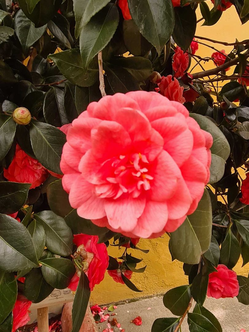 Wunderschöne Kamelienblüte im Burggarten – Wohnmobil-Rundreise Spanien