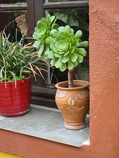 Sukkulente auf einer Fensterbank in der Altstadt von Ciudad Rodrigo – Wohnmobil-Rundreise Spanien