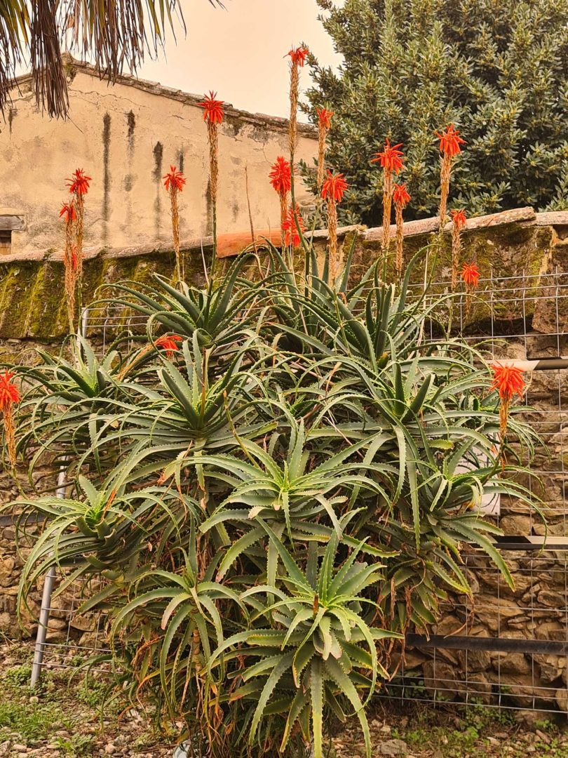 Großer Aloe-Baum im Burggelände – Wohnmobil-Rundreise Spanien