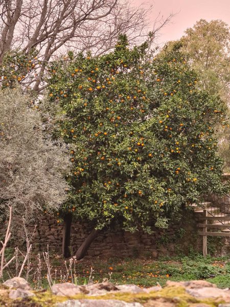 Orangenbaum mit reifen Früchten im trüben Licht bei Blutregen - Wohnmobil-Rundreise Spanien