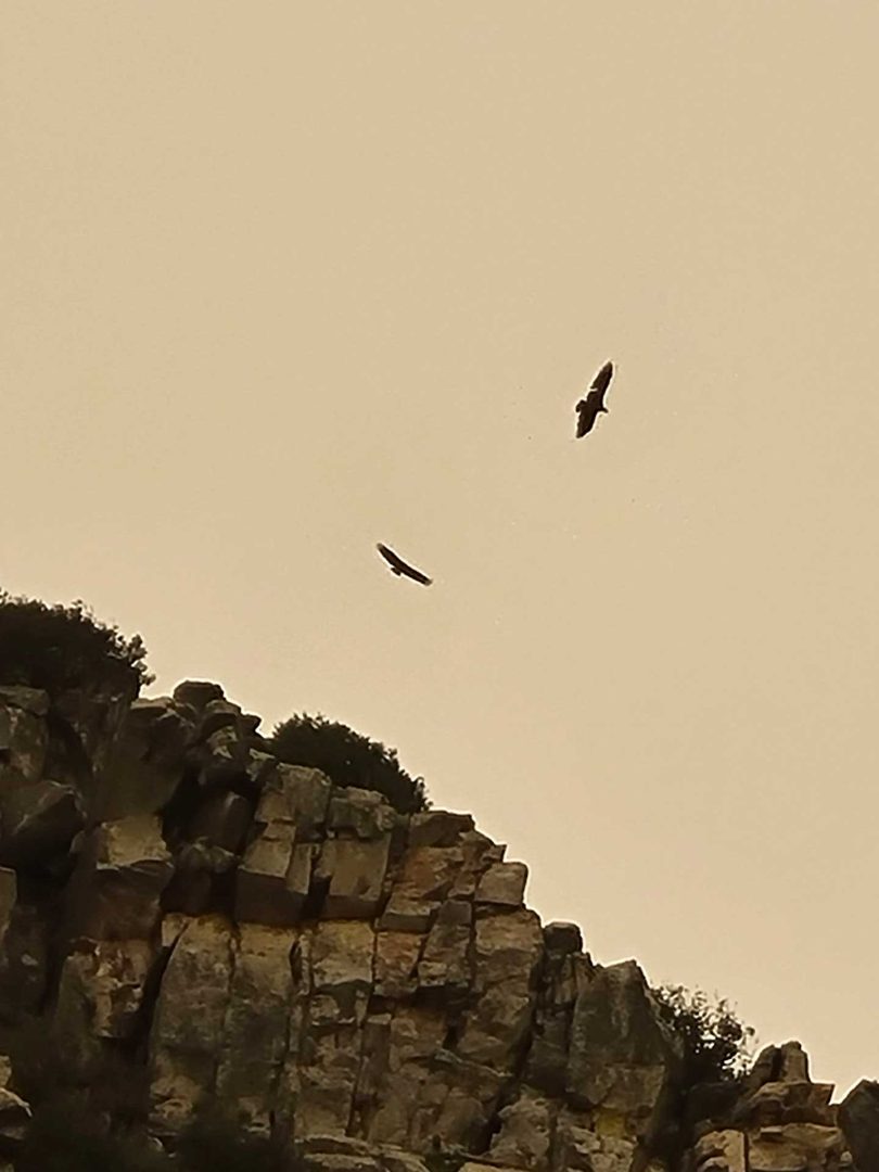 Mehrere Geier fliegen am orangen Himmel bei Blutregen – Wohnmobil-Rundreise Spanien
