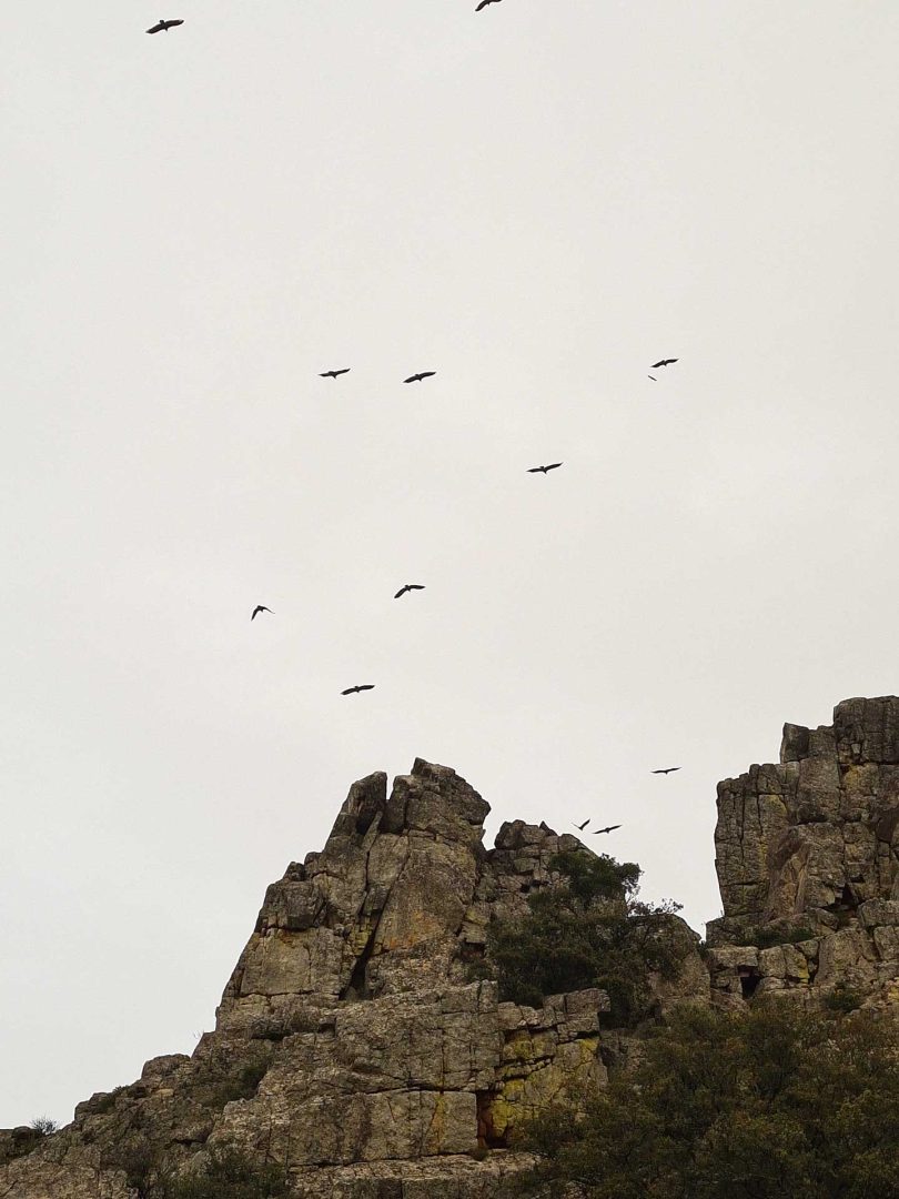 Viele Geier kreisen am bewölkten Himmel über dem Salto Gigante – Wohnmobil-Rundreise Spanien